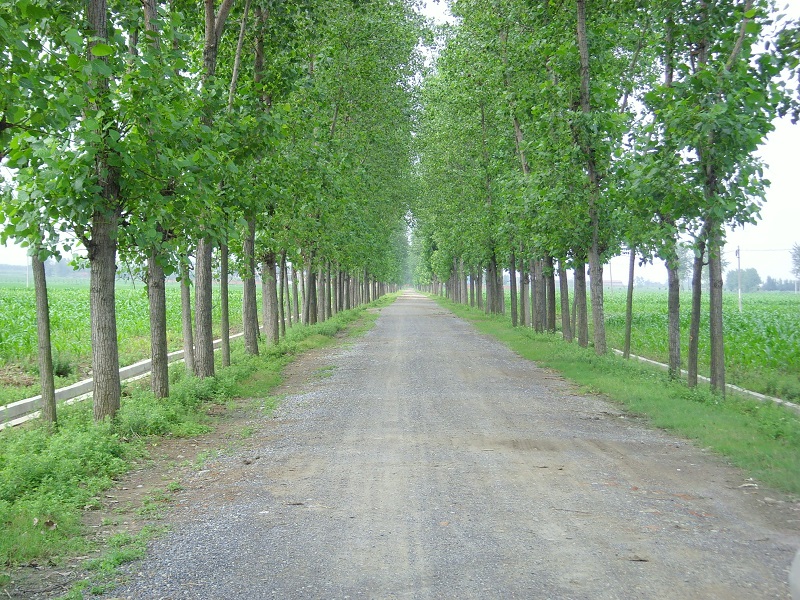 湖北水建工程案例—趙集泥結石路面